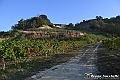 VBS_5611 - C'è un mare di velluto verde! E tu che sognavi di andare lontano... Quanta meraviglia, quì!